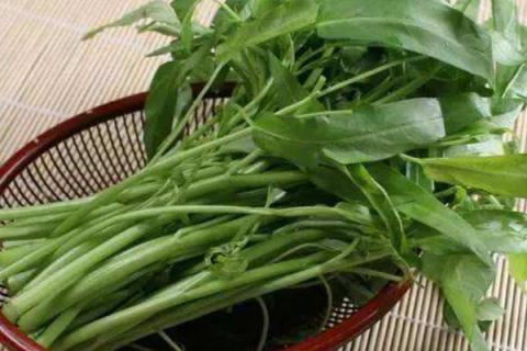 空心菜的种植方法