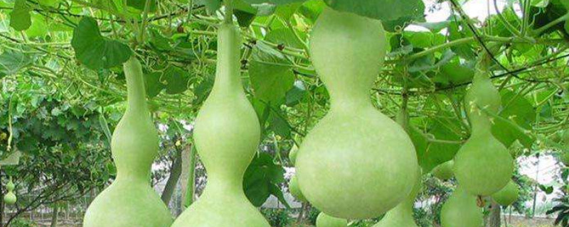 盆栽葫芦架子怎么搭（盆栽葫芦架子怎么搭建）