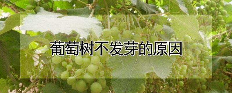 葡萄树不发芽的原因 葡萄树不发芽是怎么回事