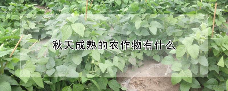 秋天成熟的农作物有什么（秋天成熟的农作物有什么红暑）