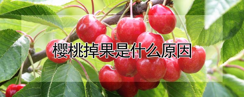 樱桃掉果是什么原因 樱桃掉果是什么原因呢