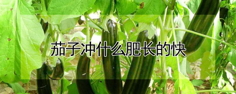 茄子冲什么肥长的快（茄子冲什么肥长的快又好吃）