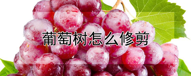 葡萄树怎么修剪