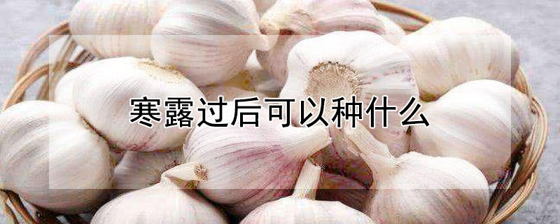 寒露过后可以种什么（寒露过后可以种什么蔬菜）