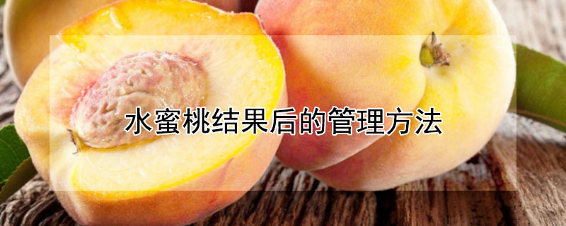 水蜜桃结果后的管理方法（水蜜桃结果后的管理方法是）
