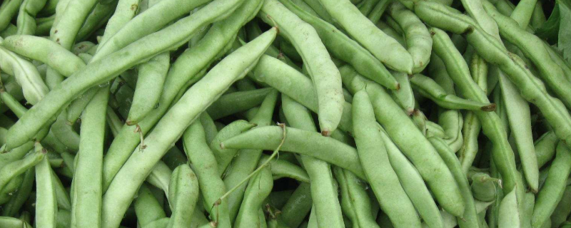 四季豆从种到摘要多少天 四季豆从种到收获要多久时间