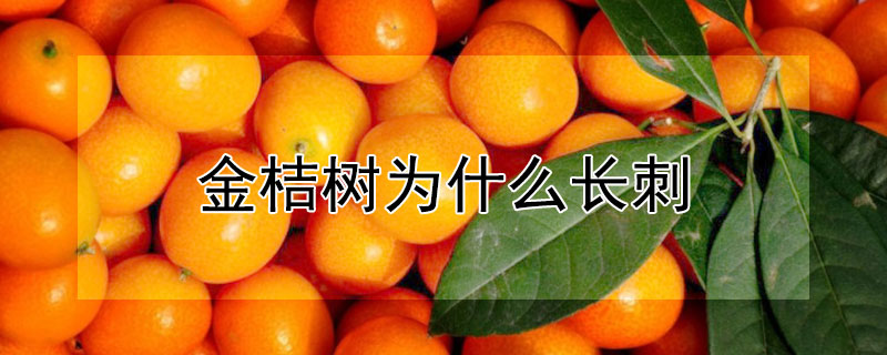 金桔树为什么长刺（金桔树为什么长刺了）