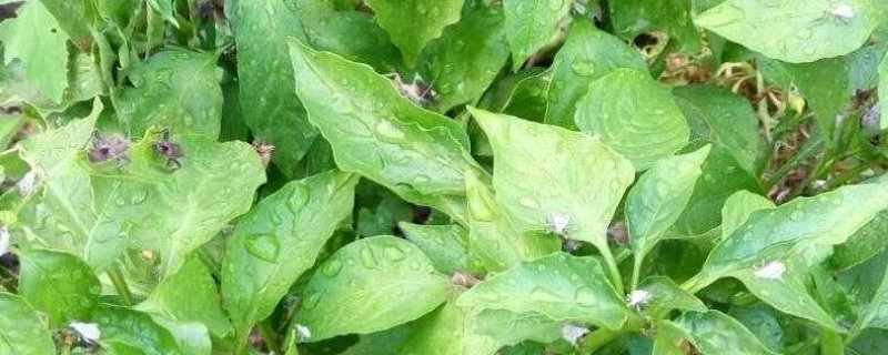 辣椒苗长虫子怎么办（辣椒苗长虫子怎么办呢）