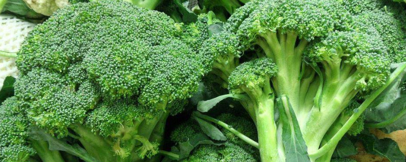 西兰花是几月份成熟 西兰花正常生长的季节
