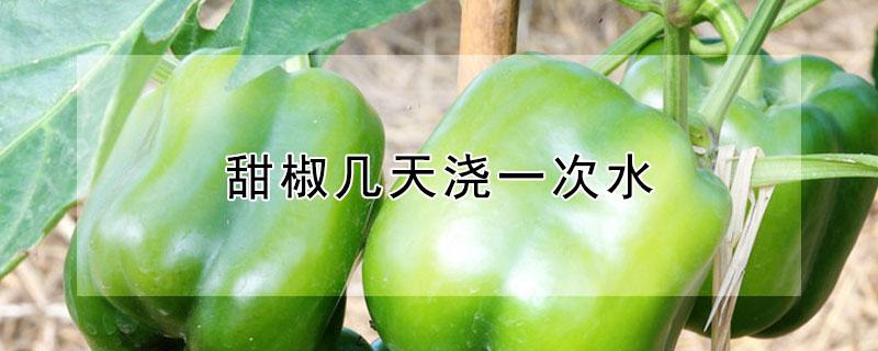 甜椒几天浇一次水（甜椒几天浇一次水比较好）