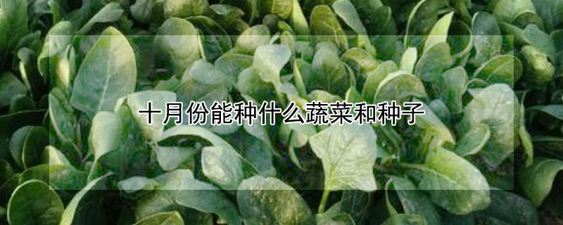 十月份能种什么蔬菜和种子（10月适合种什么蔬菜种子）