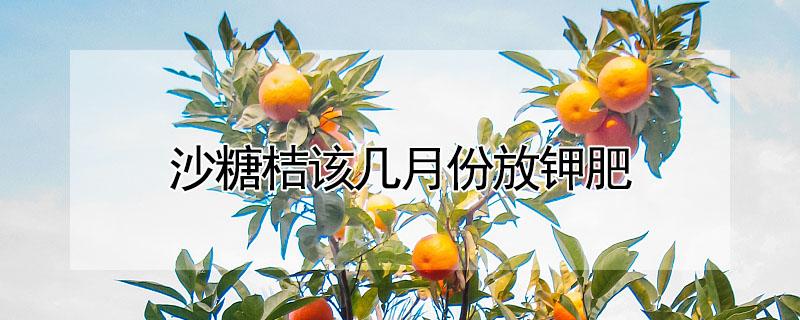 沙糖桔该几月份放钾肥 沙糖桔该几月份放钾肥及用量