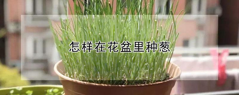 怎样在花盆里种葱（怎样在花盆里种葱种子）