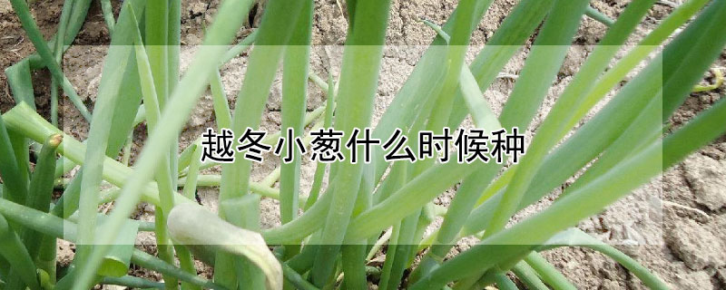 越冬小葱什么时候种 过冬小葱什么时候种