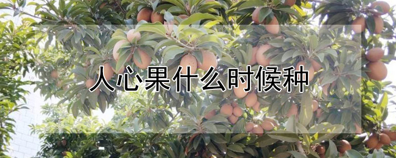 人心果什么时候种（人心果什么时候种最好）