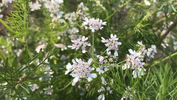 芫荽如何种植（芫荽如何种植方法）