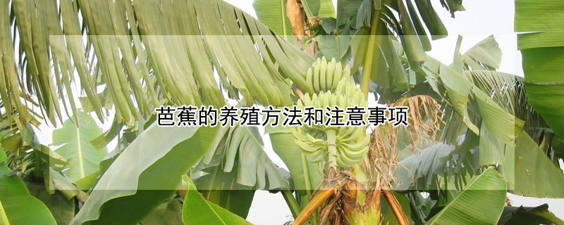 芭蕉的养殖方法和注意事项 芭蕉叶的养殖方法和注意事项
