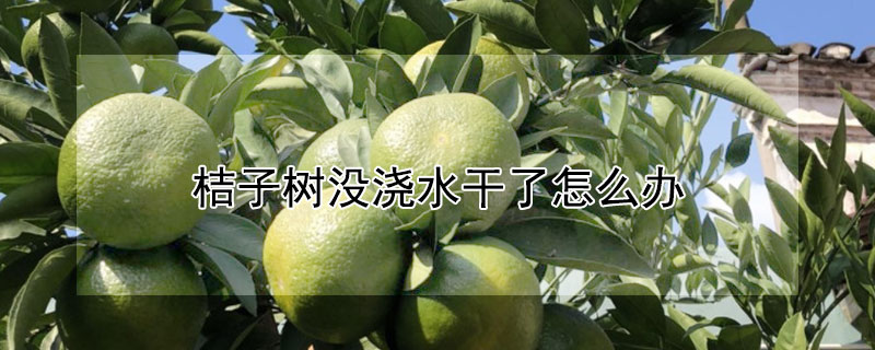 桔子树没浇水干了怎么办 桔子树没浇水干了怎么办视频