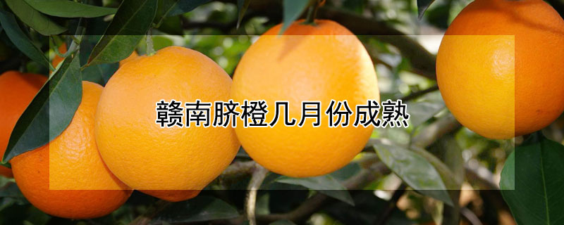 赣南脐橙几月份成熟 赣南脐橙几月份成熟上市2022