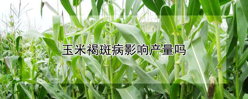 玉米褐斑病影响产量吗（玉米得了褐斑病还能有收成吗?）