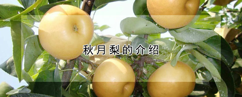秋月梨的介绍 秋月梨是什么样的