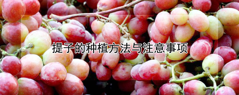 提子的种植方法与注意事项 提子的种植方法与注意事项图片