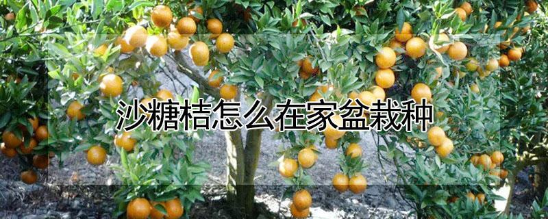 沙糖桔怎么在家盆栽种 怎样盆栽沙糖桔
