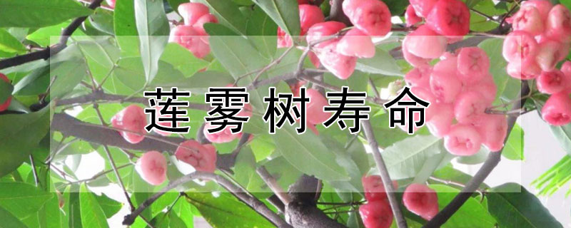 莲雾树寿命 莲雾树寿命有多长