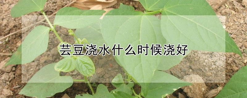 芸豆浇水什么时候浇好（芸豆苗期怎样:浇水?）