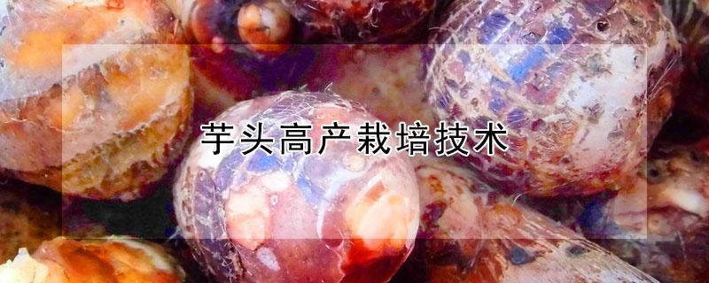 芋头高产栽培技术（芋头高产栽培技术要点）