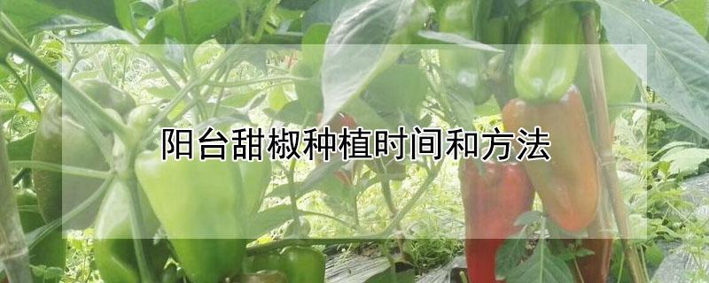 阳台甜椒种植时间和方法 阳台甜椒种植时间和方法大全