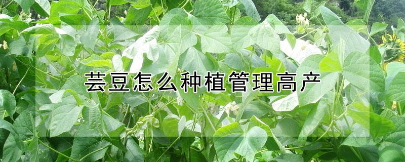 芸豆怎么种植管理高产 芸豆高产种植技术与管理
