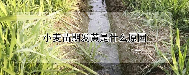 小麦苗期发黄是什么原因（小麦苗期发黄的原因）