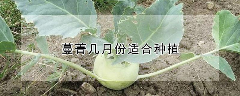 蔓菁几月份适合种植 蔓菁春天能种吗