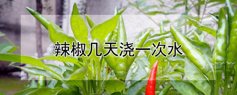 辣椒几天浇一次水（辣椒几天浇一次水?）