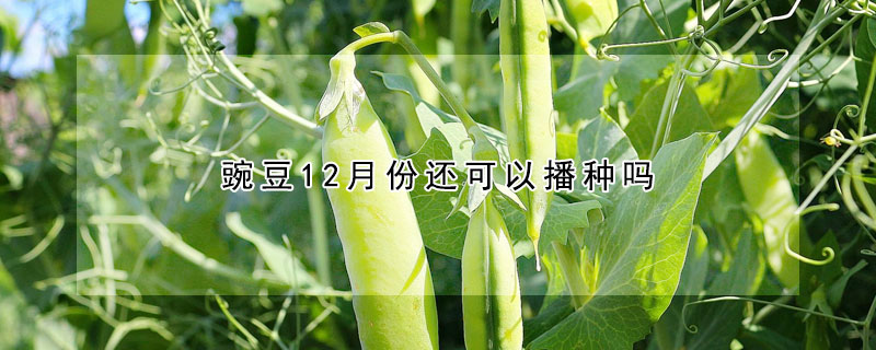 豌豆12月份还可以播种吗（豌豆12月份还可以播种吗视频）