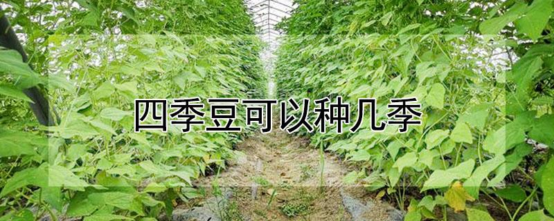 四季豆可以种几季 四季豆这个季节能种吗