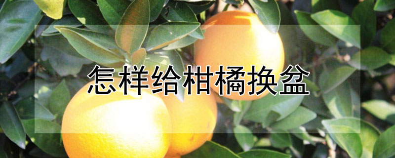 怎样给柑橘换盆（盆桔换盆后注意什么）