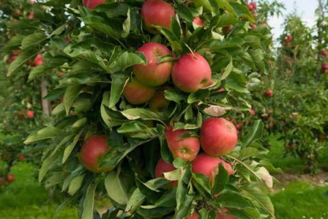 苹果树夏季修剪方法