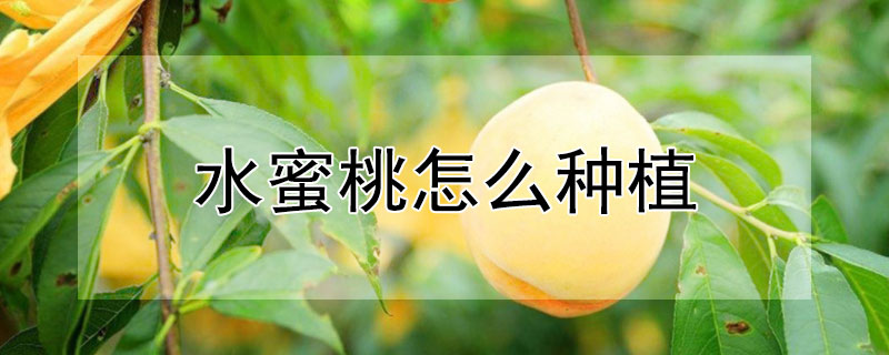 水蜜桃怎么种植 水蜜桃怎么种植?