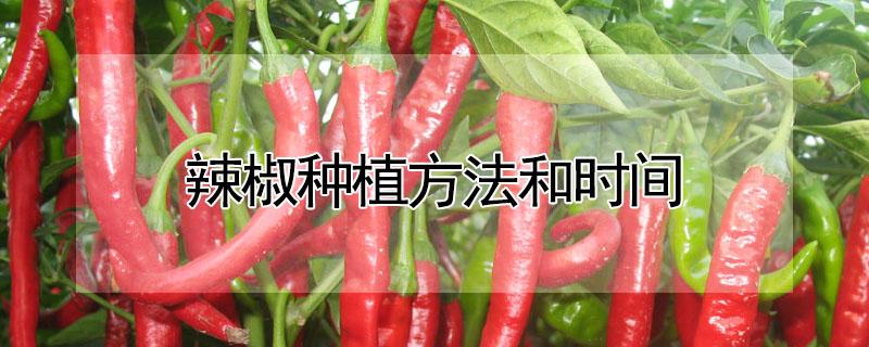 辣椒种植方法和时间（指天辣椒种植方法和时间）