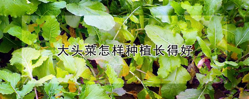 大头菜怎样种植长得好（大头菜怎样种植长得好看）