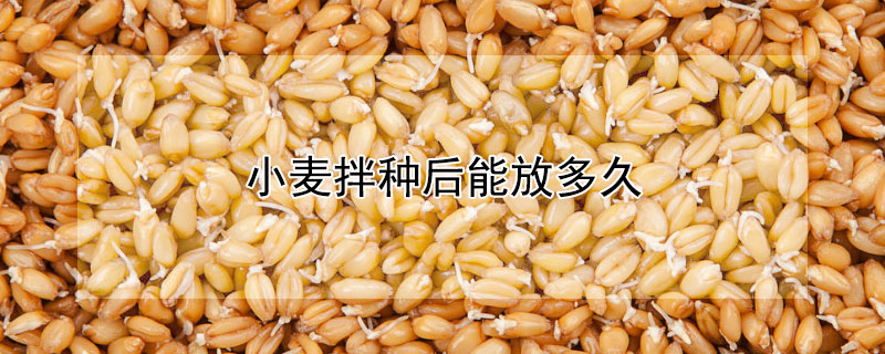 小麦拌种后能放多久 小麦拌种提前几天拌种最好