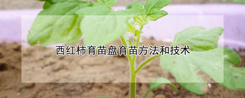 西红柿育苗盘育苗方法和技术（番茄育苗盘育苗方法）