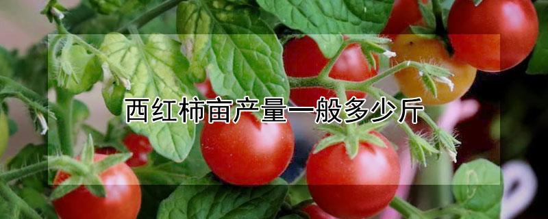 西红柿亩产量一般多少斤 大棚西红柿亩产量一般多少斤