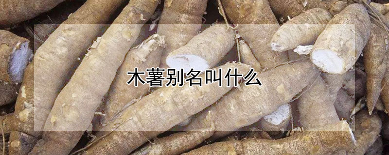 木薯别名叫什么 木薯也叫什么