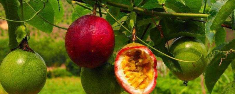 百香果几月种植最好 百香果几月种植最好呢