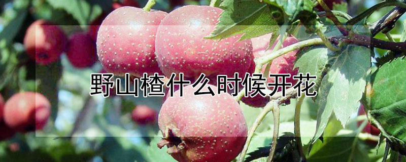 野山楂什么时候开花（野山楂开花时间）
