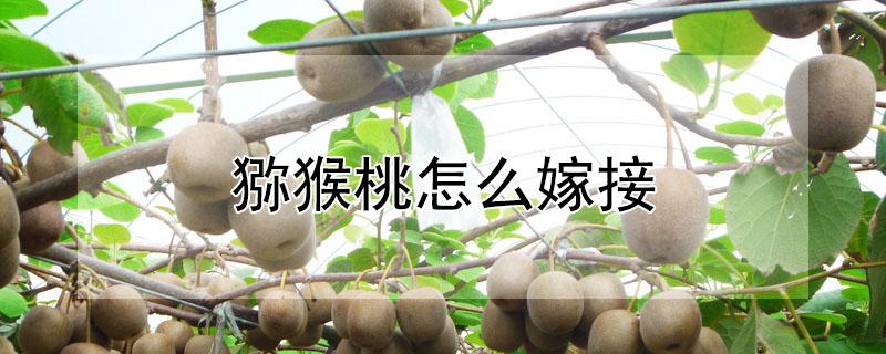 猕猴桃怎么嫁接（猕猴桃怎么嫁接成活率高）