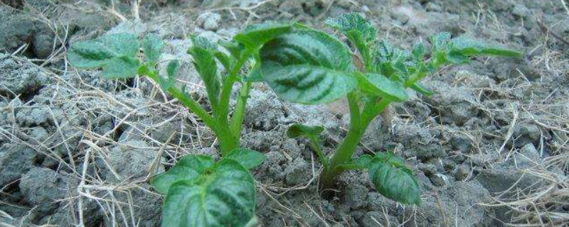 土豆苗几度会冻死（土豆苗几度会冻死呢）